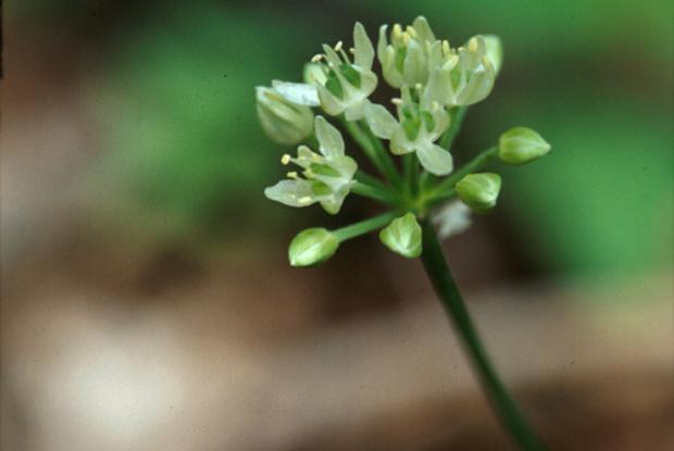 Allium ticoccum