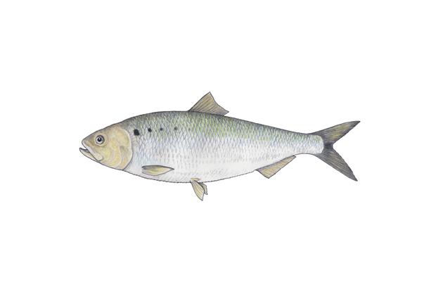 Alosa sapidissima