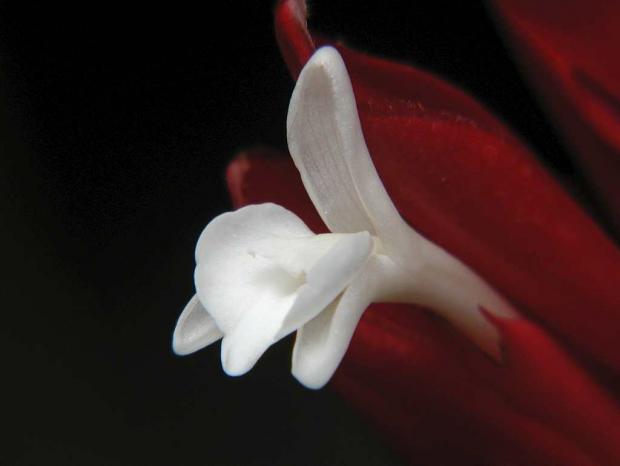 Alpinia purpurata