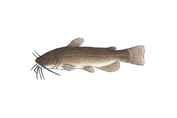 Ameiurus nebulosus