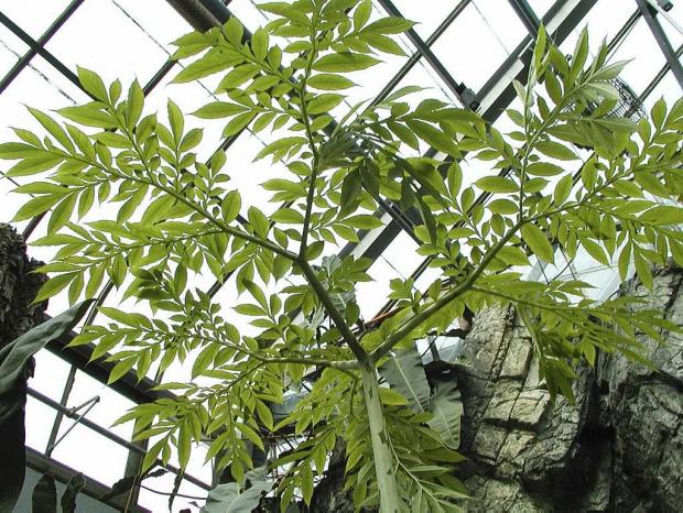 Amorphophallus paeoniifolius var. campanulatus