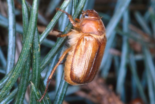 Amphimallon majalis