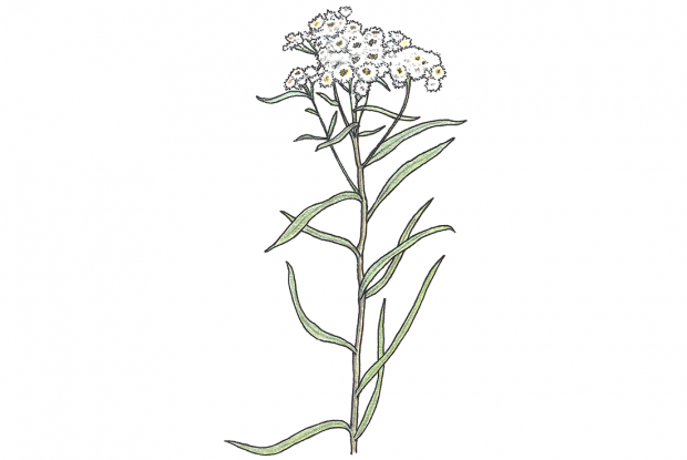Anaphalis margaritacea