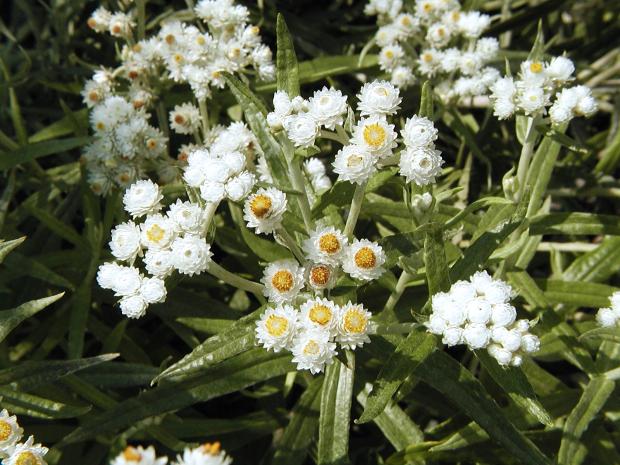 Western pearly everlasting 