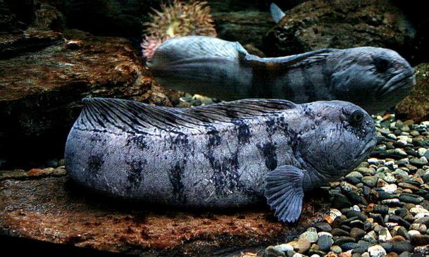 Anarhichas lupus