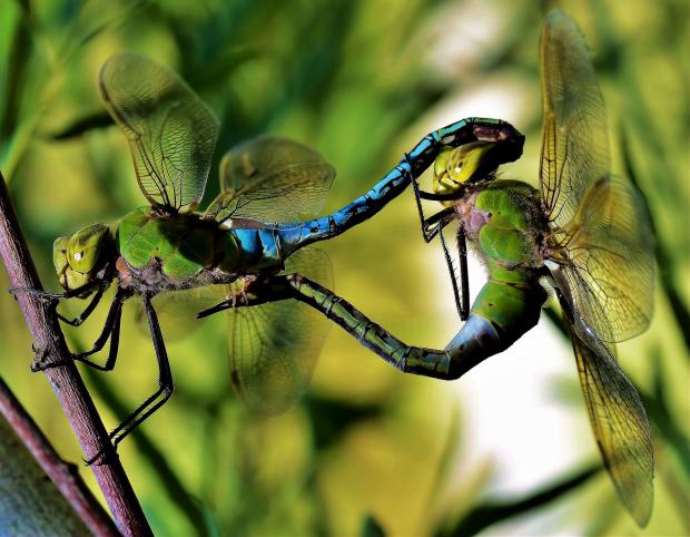 Anax junius.