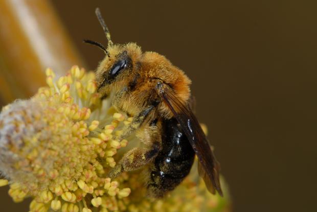 Andrena dunningi