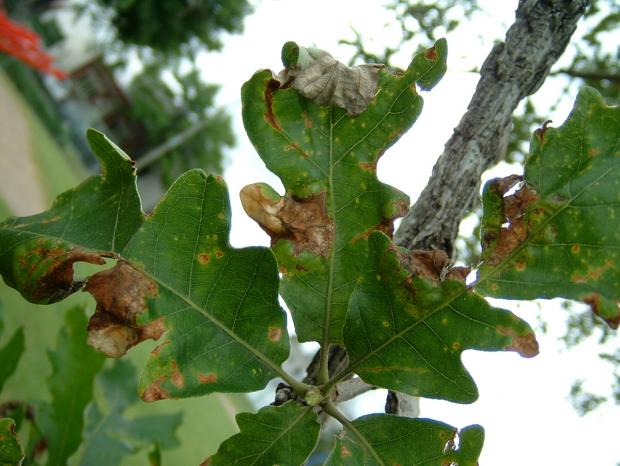 Oak leaf affected by anthracnose disease 