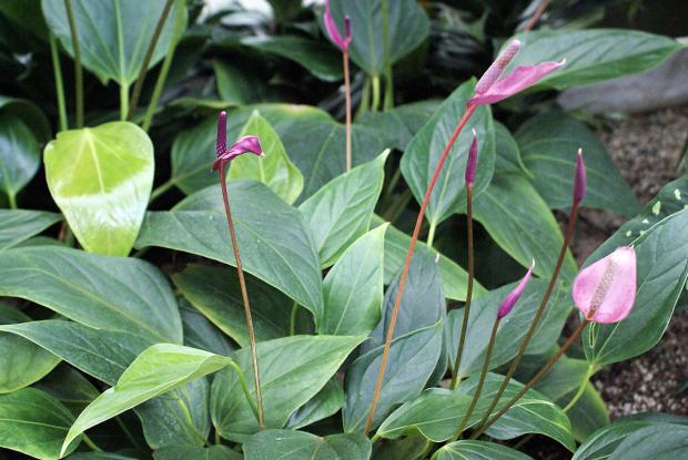 Anthurium 'Purple plum'