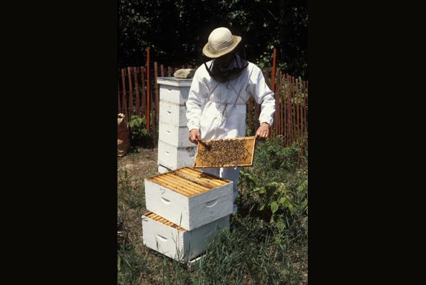 Beekeeper at a beehive, Québec, Canada.