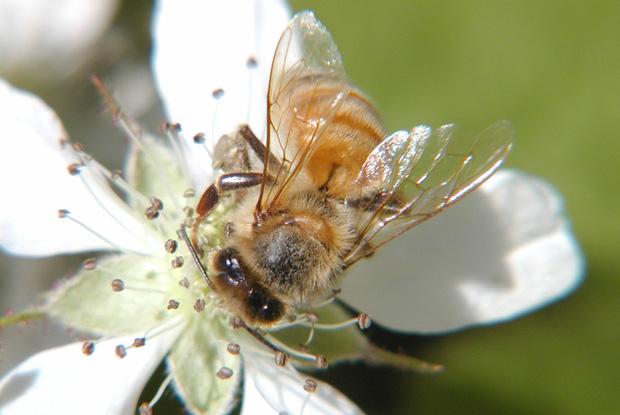 Apidae, Québec, Canada.