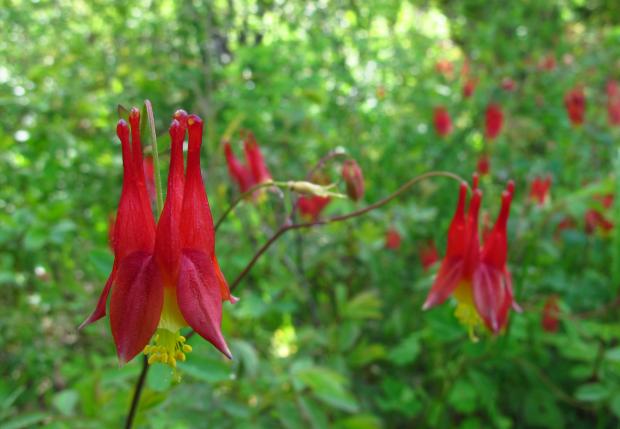 Aquilegia canadensis