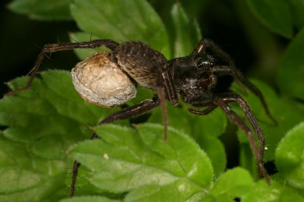 Spider, Québec, Canada.