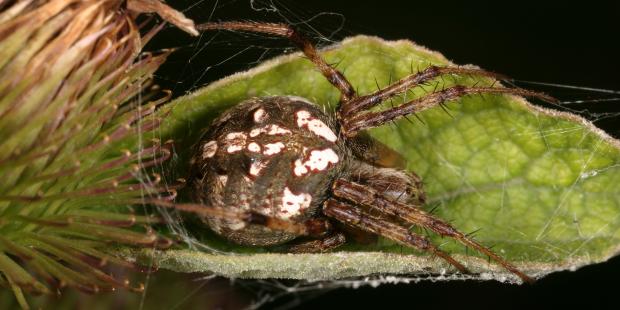 Araignée, Québec, Canada