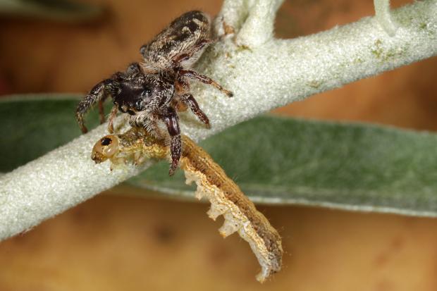 Spider, Québec, Canada.