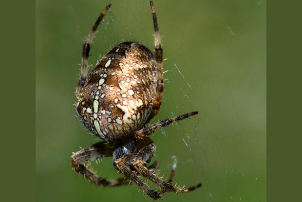 Araneus diadematus, Québec Canada.