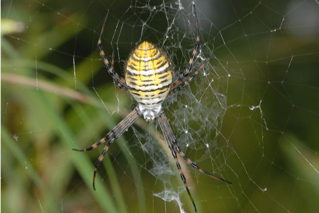Argiope trifasciata, Québec, Canada.