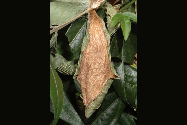Attacus atlas, Southeast Asia.