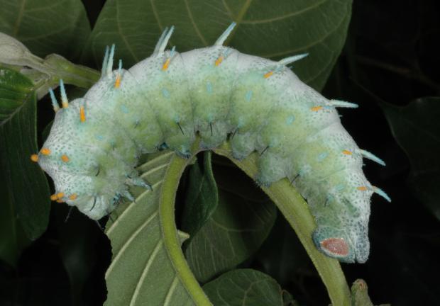 Attacus atlas, Asie du Sud-est.