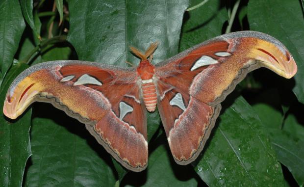 Attacus atlas, Southeast Asia.