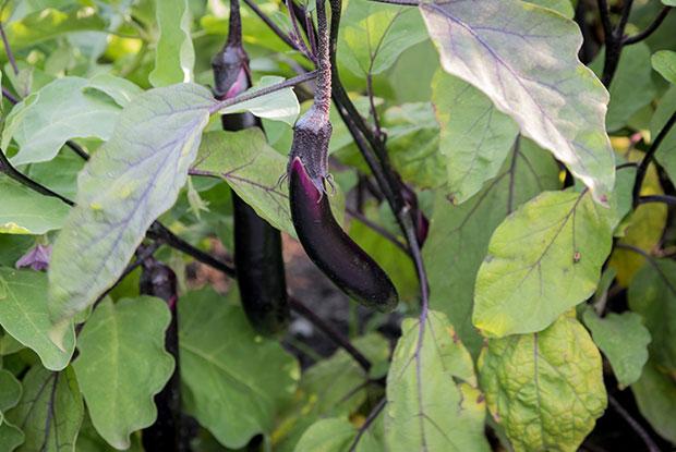 Eggplants in a vegetable garden