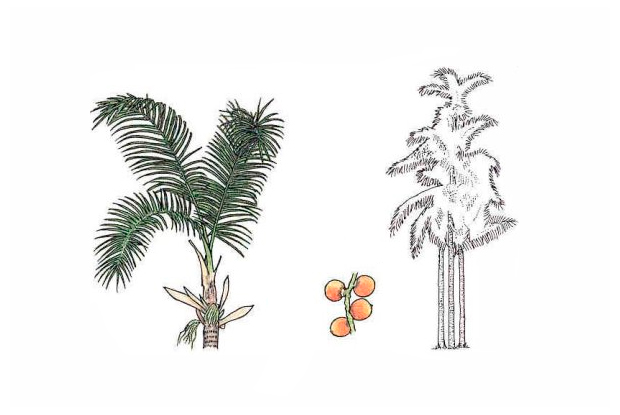 Bactris gasipaes