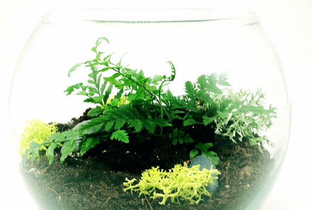 Terrarium