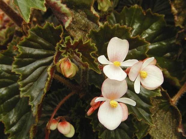 Begonia fischeri