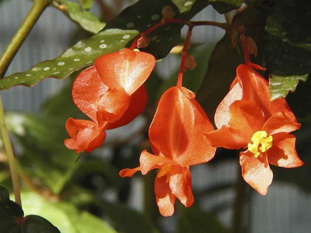 Begonia 'Lois Burks'