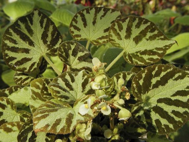 Begonia 'Otto Forster'