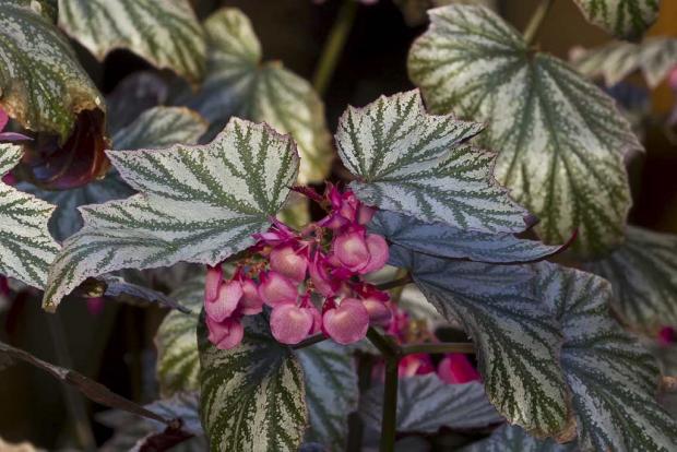 Begonia 'Pink Minx'