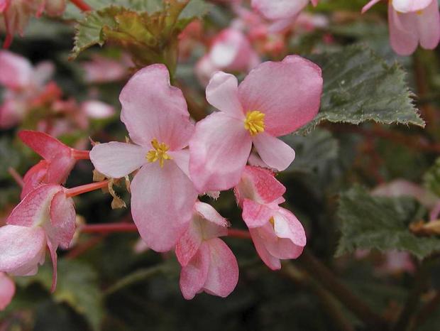 Begonia 'Richmondensis'