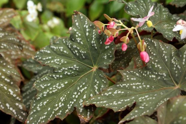 Begonia sp.