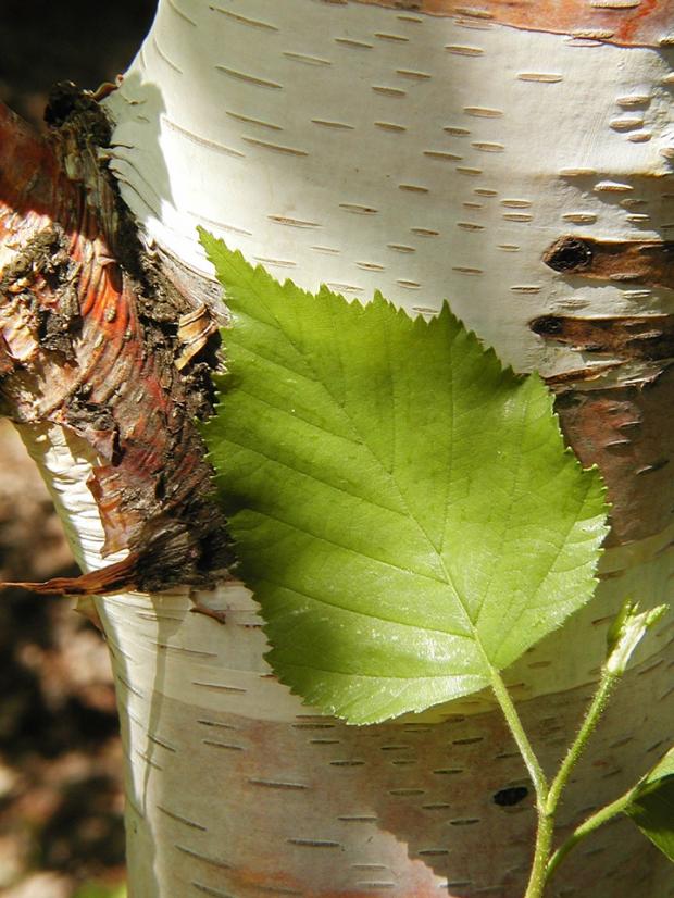 Betula papyrifera.