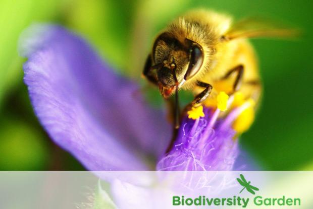 Biodiversity garden with logo