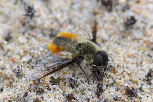 Bombyllidae