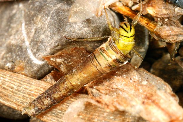 Brachycentrus lateralis