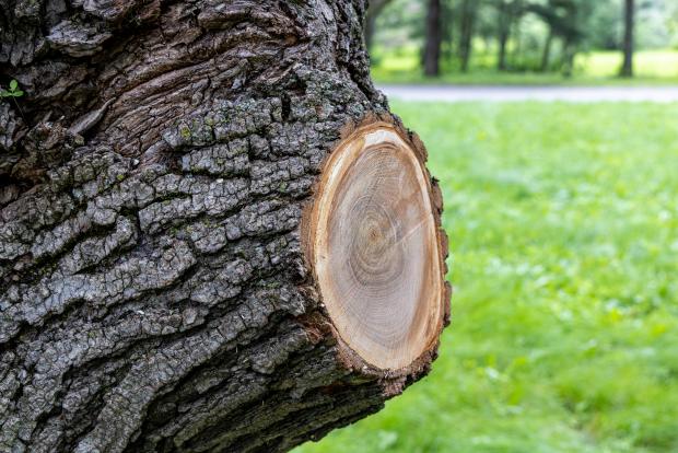 Branche taillée près du tronc