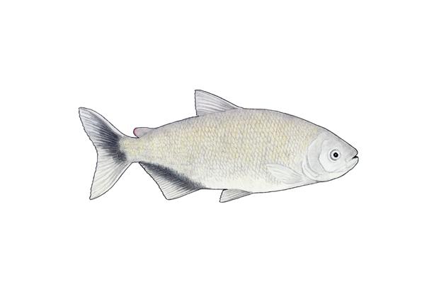 Brycon melano pterus