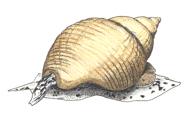 Buccinum undatum