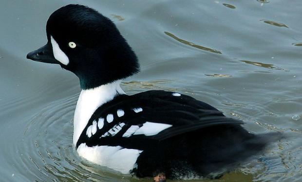 Bucephala islandica