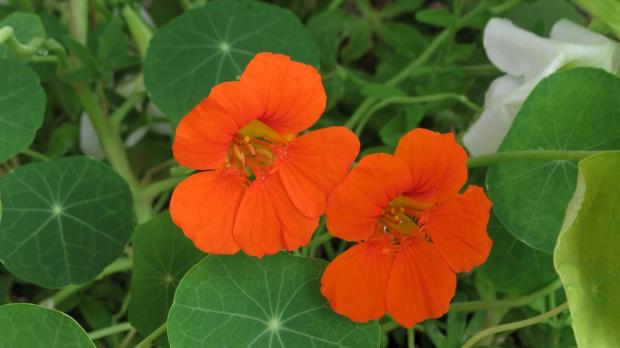 Garden nasturtium