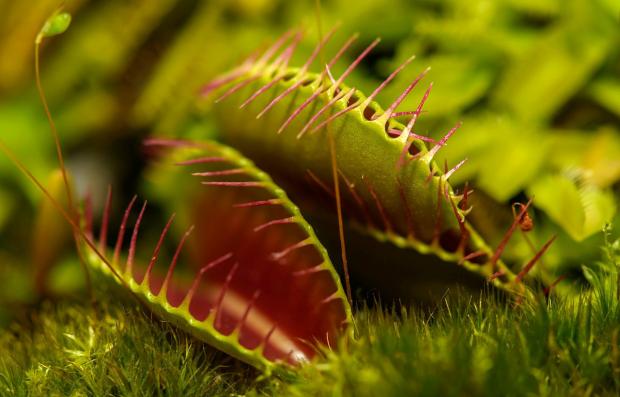 Investigation: Les plantes carnivores s'expliquent!