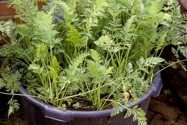Carottes en pot