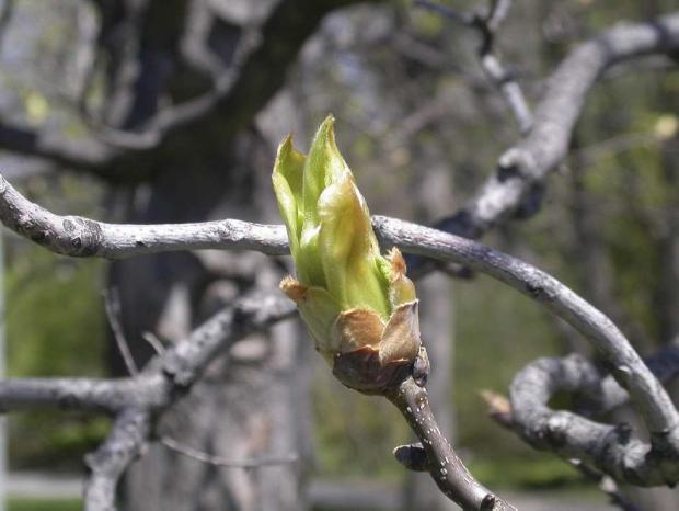 Carya ovata