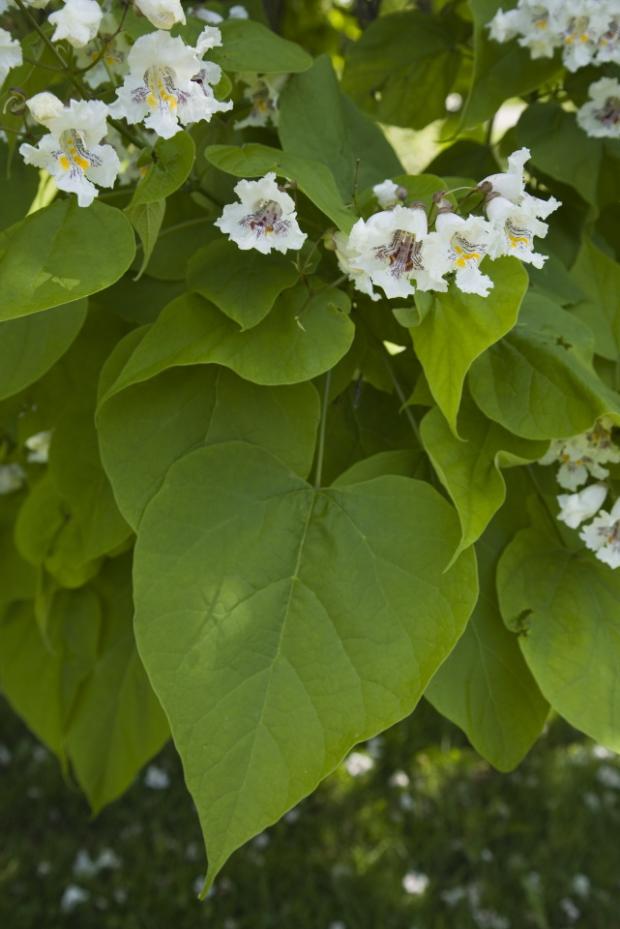 Catalpa speciosa.