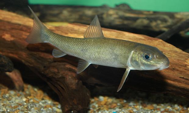 Catostomus commersonii