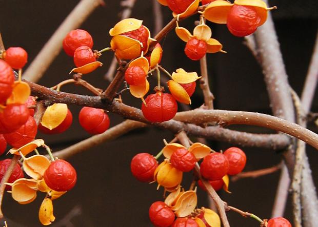 Celastrus scandens