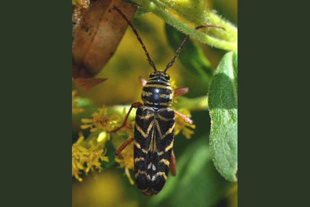 Cerambicidae, Québec, Canada.