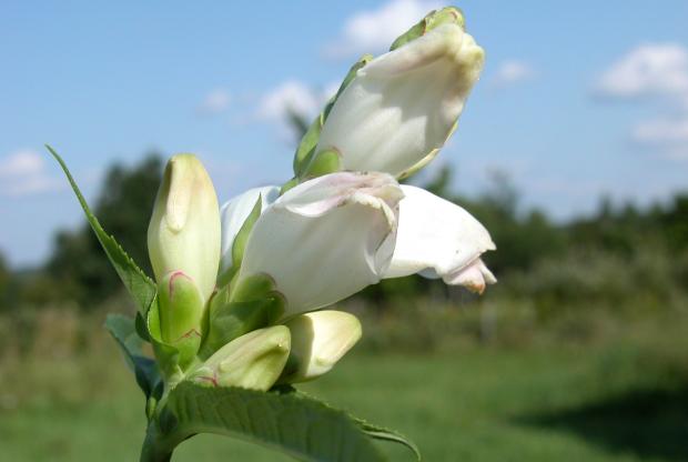 Chelone glabra
